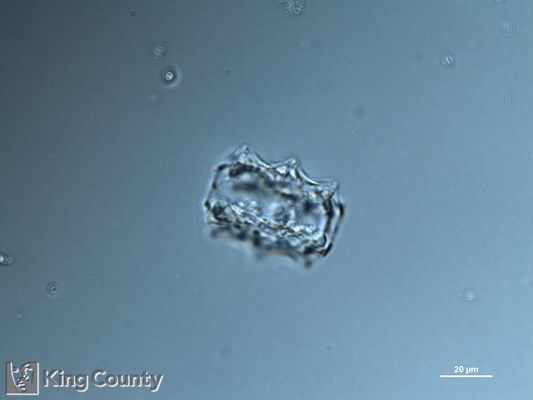 Photo of Asteromphalus heptactis